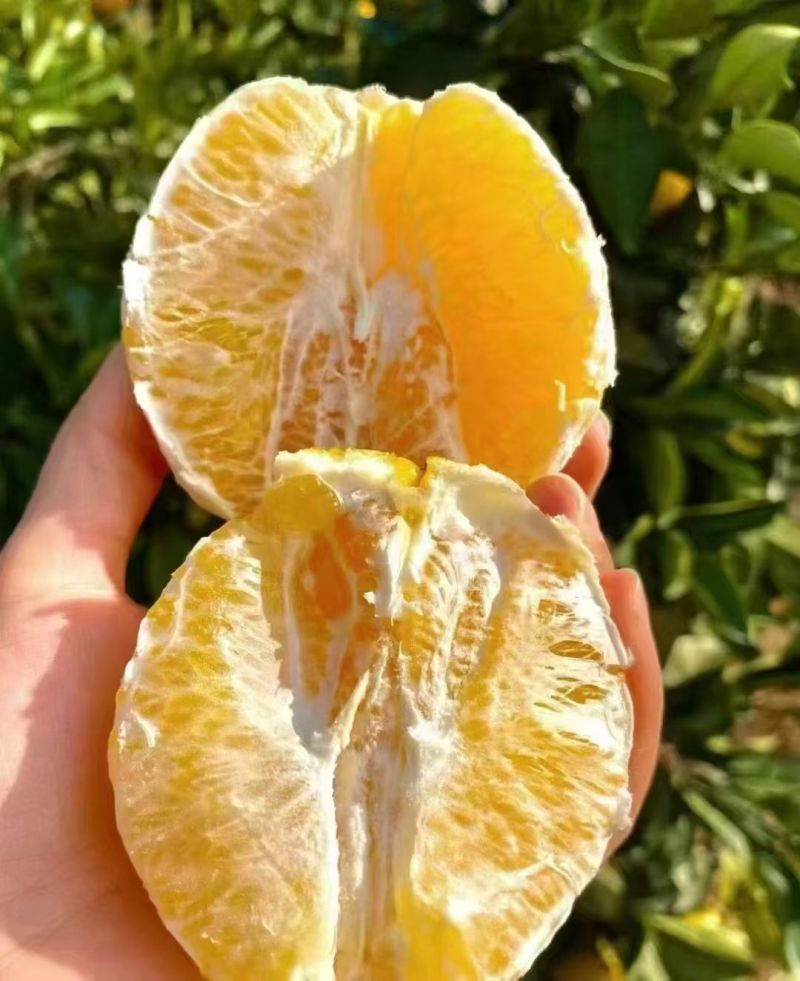 江西赣南脐橙