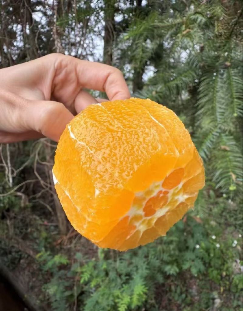 江西赣南脐橙