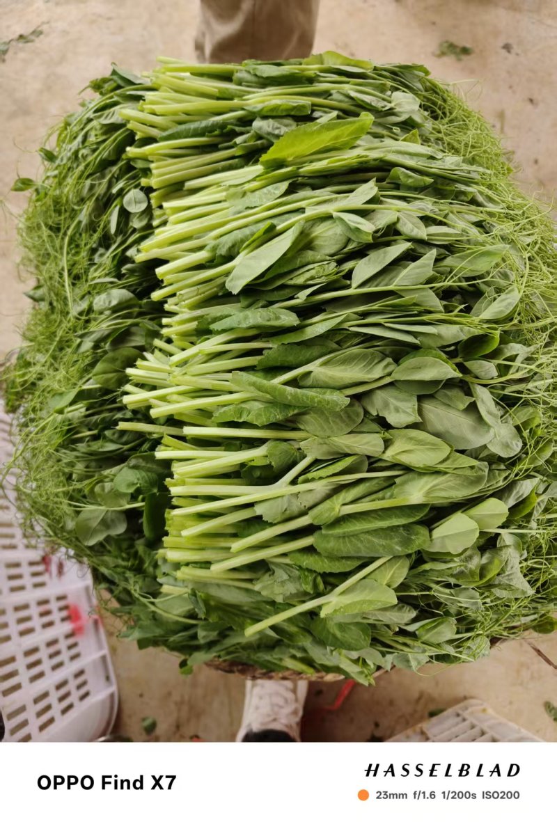 豌豆尖
