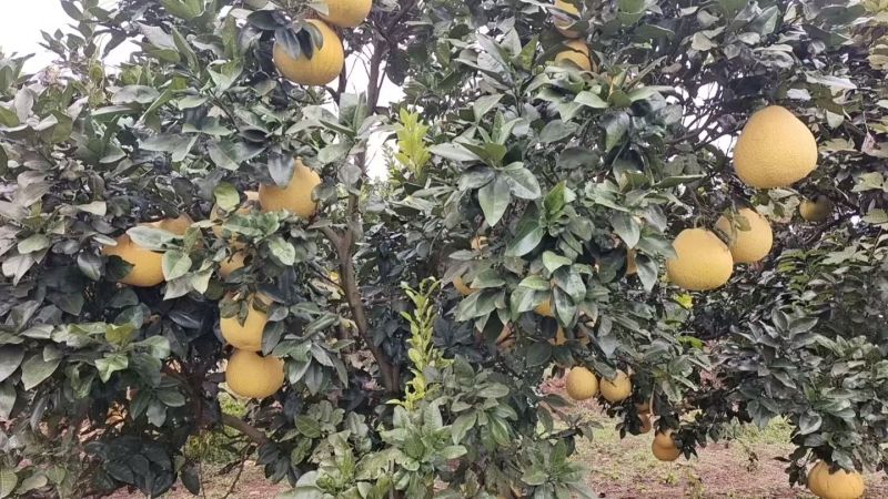 红心马家柚