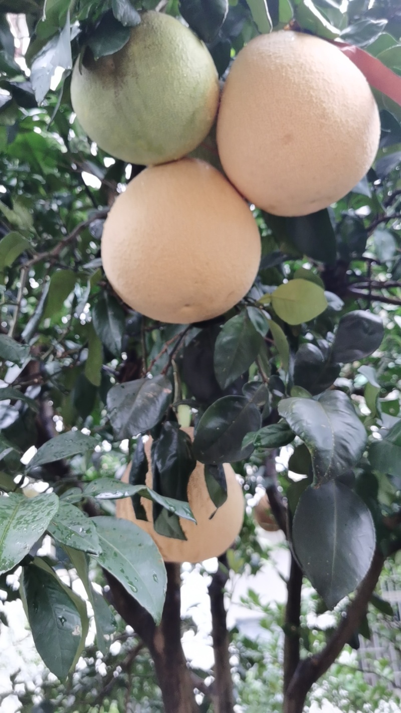 红心马家柚