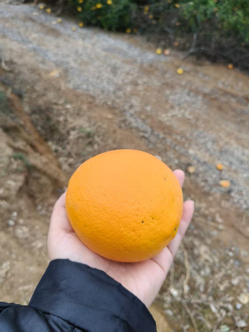 脐橙纽荷尔