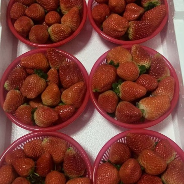 宁玉草莓
