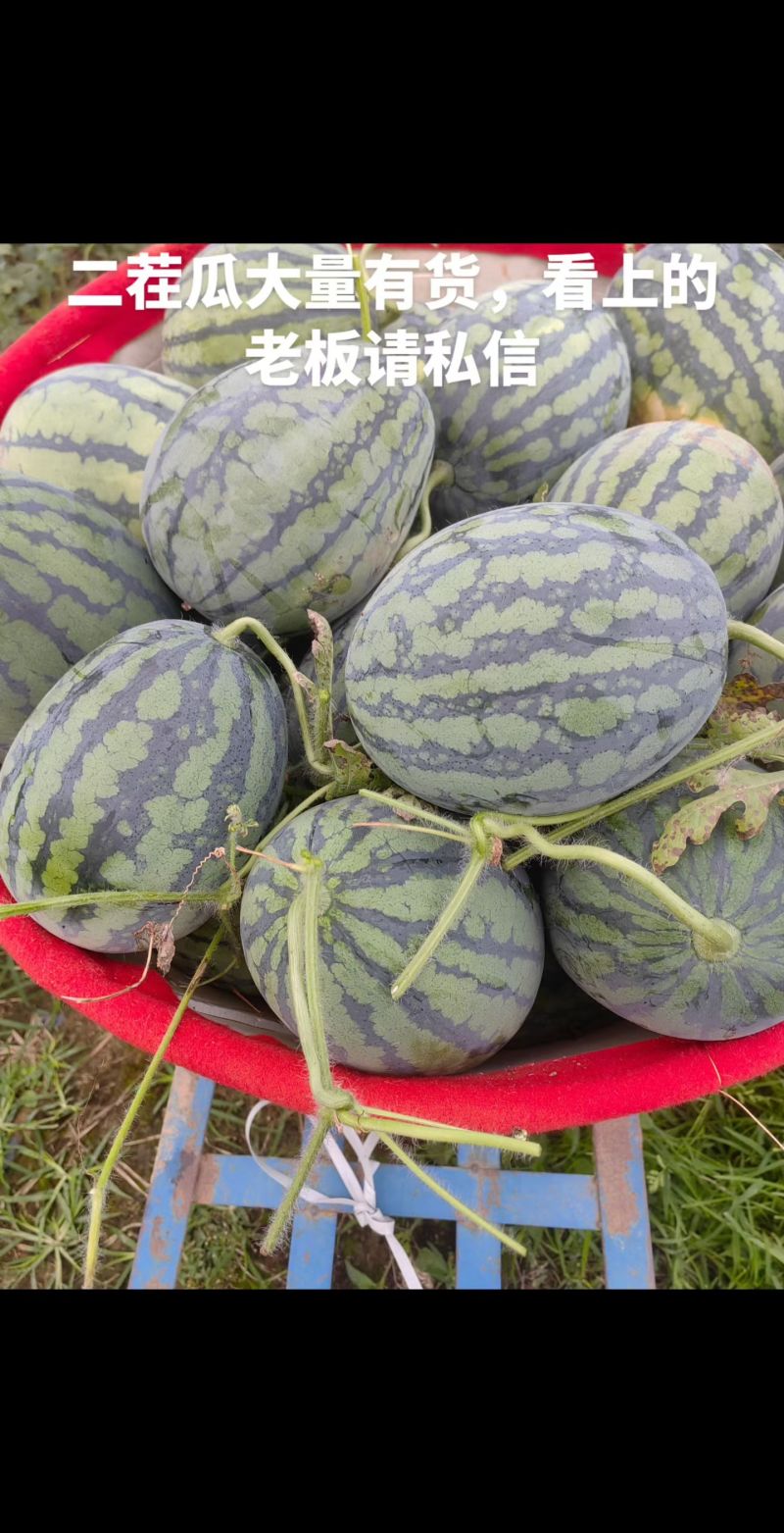 有籽甘美二茬瓜大量有货，无籽麒麟头茬