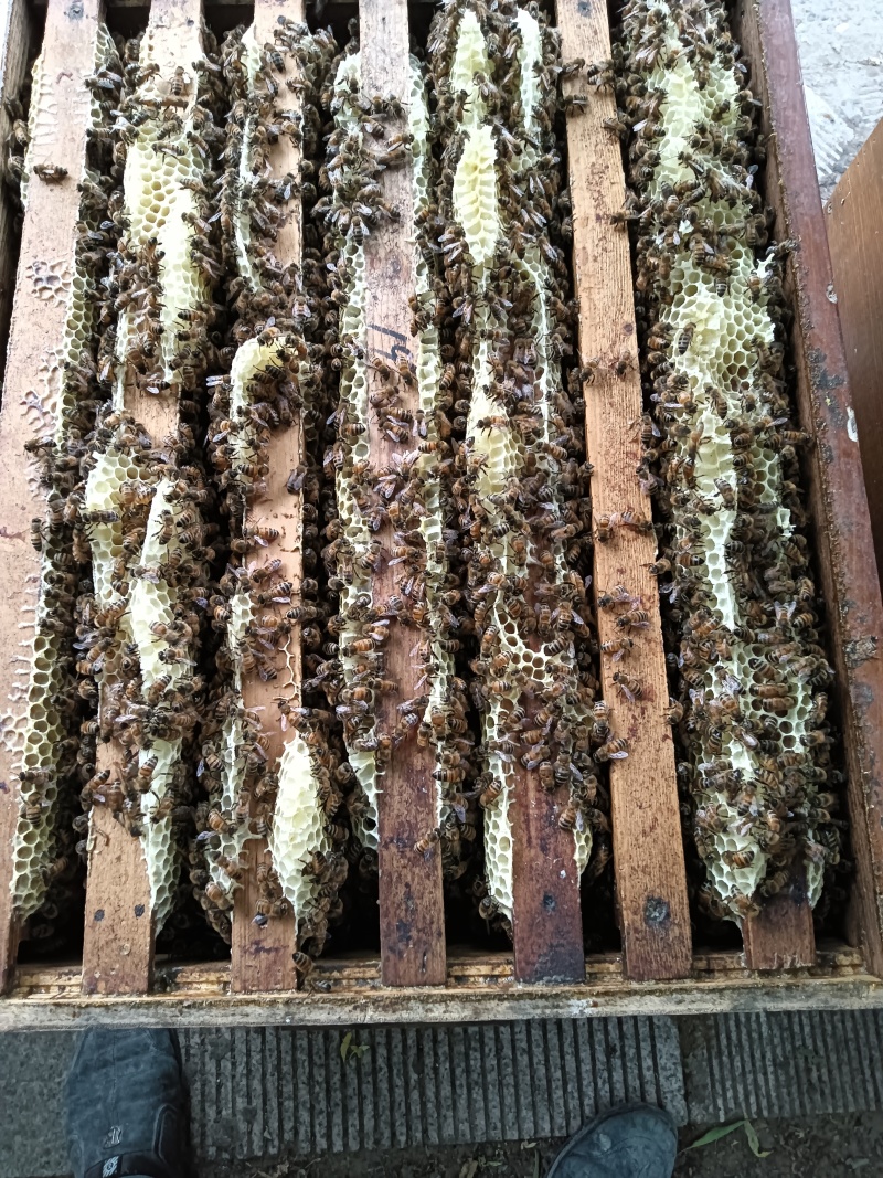 纯蜂蜜