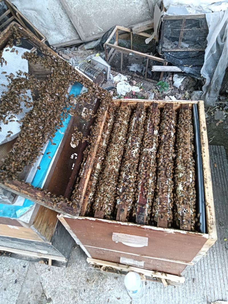 纯蜂蜜