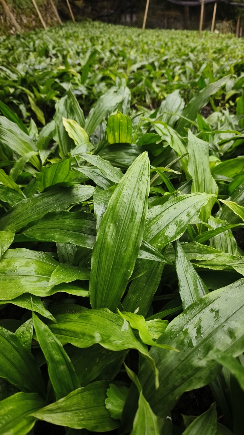 毛慈菇直播苗