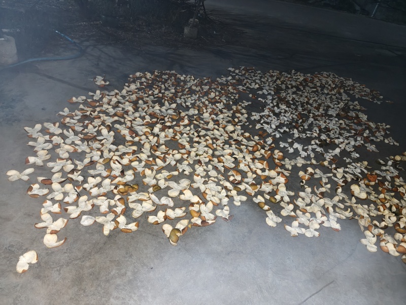 品质陈皮长期供应自产自销营养丰富健康生活必备