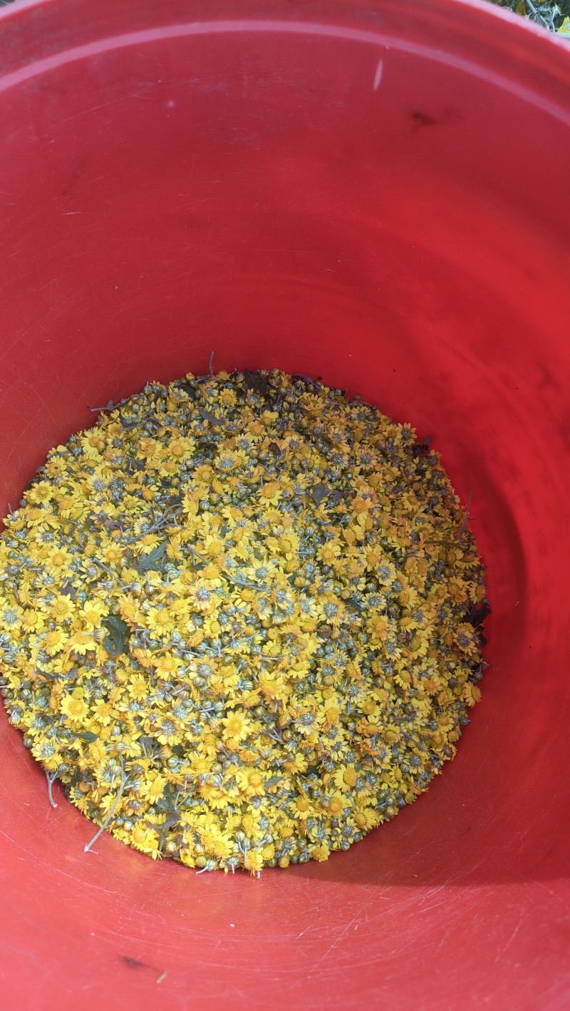 **干野菊花