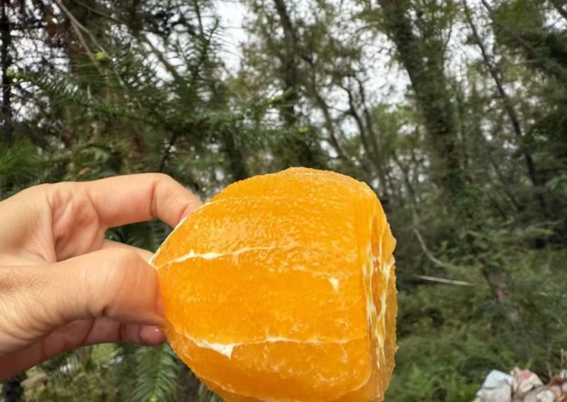 江西赣南安远脐橙自家果园现摘现发***维C水果橙子