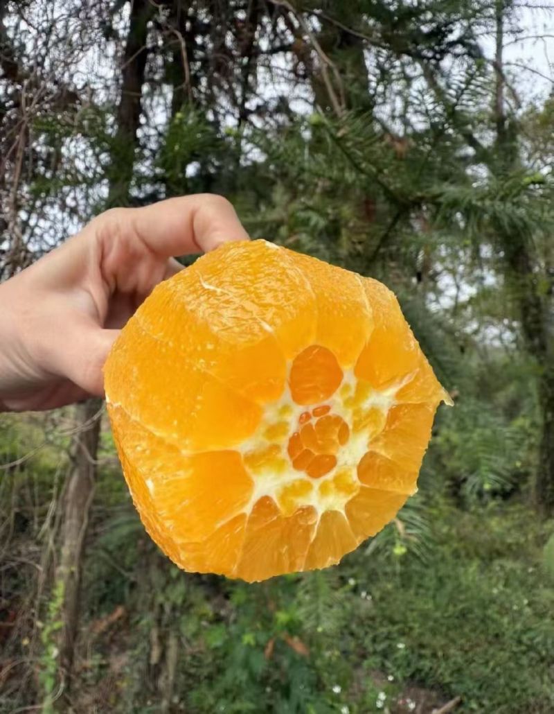 江西赣南安远脐橙自家果园现摘现发***维C水果橙子