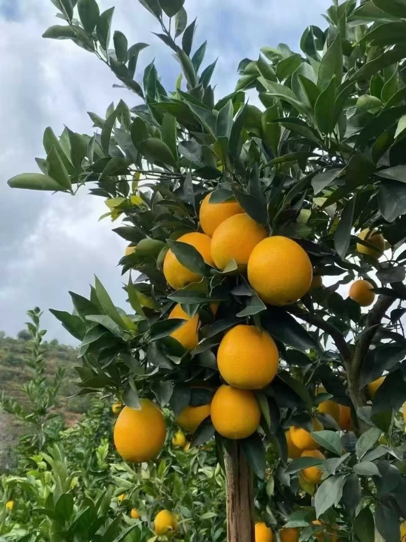 江西赣南安远脐橙自家果园现摘现发***维C水果橙子