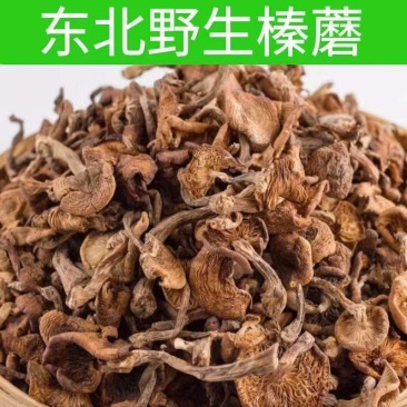 东北野生榛蘑