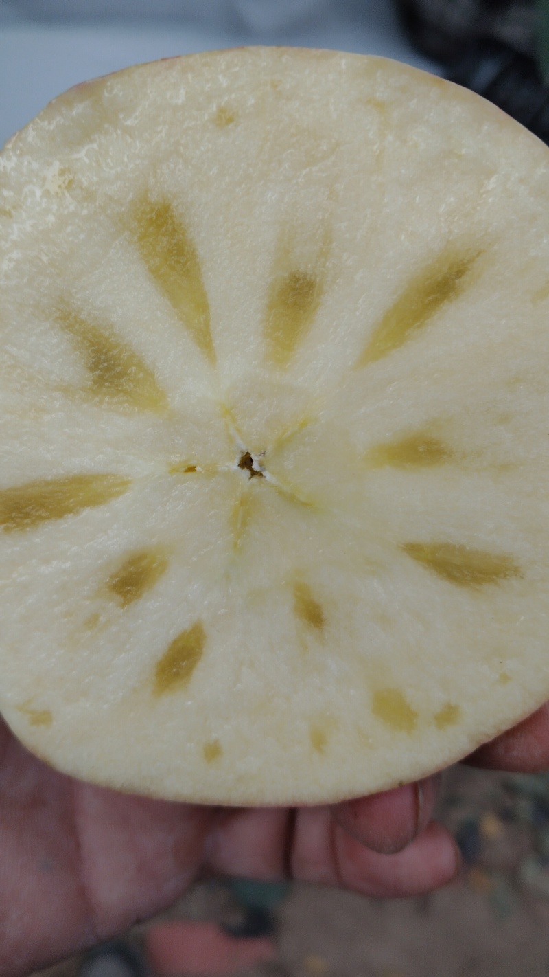 新疆阿克苏冰糖心苹果，