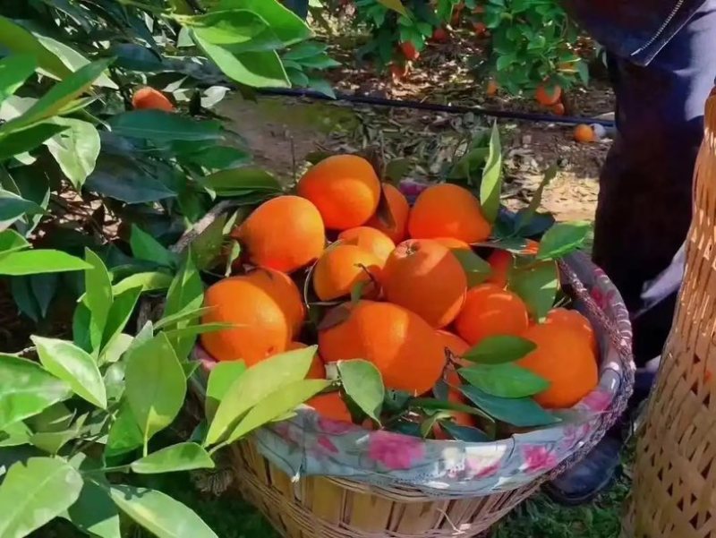 奉节脐橙中果