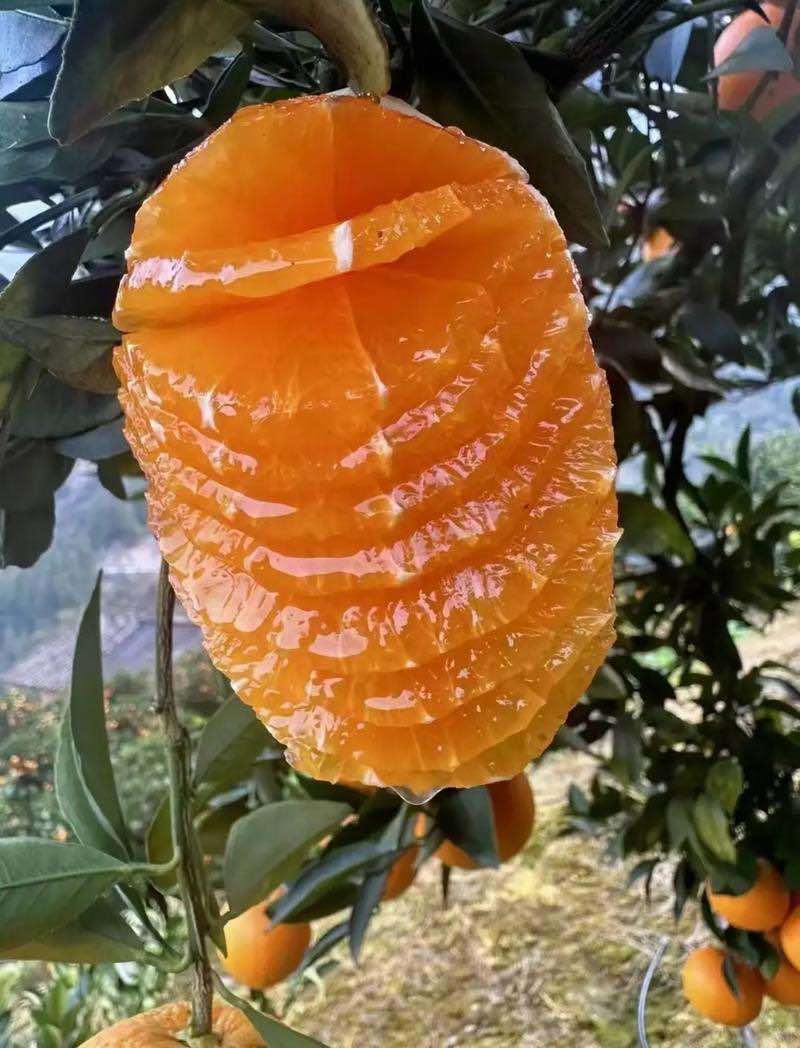 奉节脐橙中果