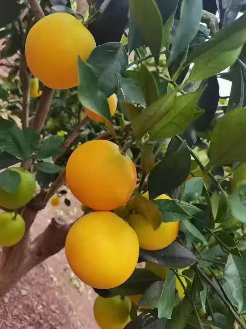 冰糖橙