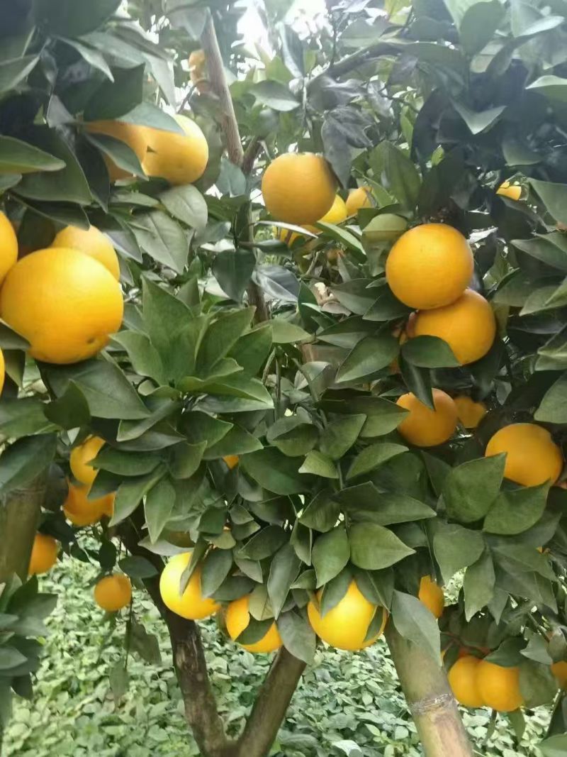冰糖橙