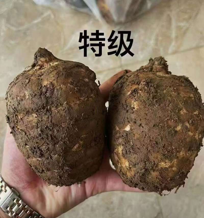 云南昭通小草坝天麻