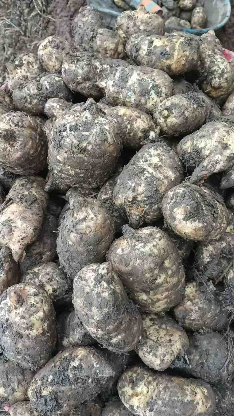 云南昭通小草坝天麻
