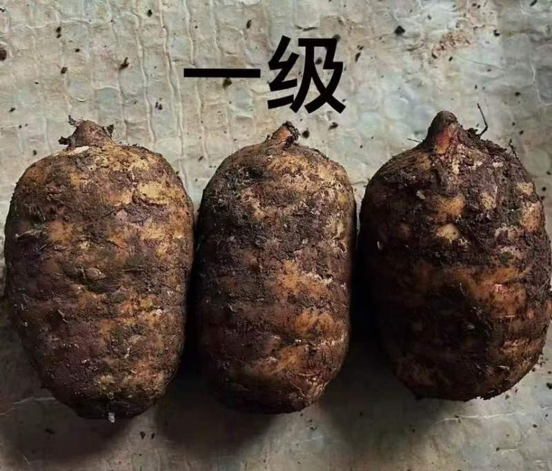 云南昭通小草坝天麻