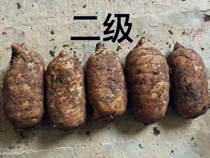 云南昭通小草坝天麻