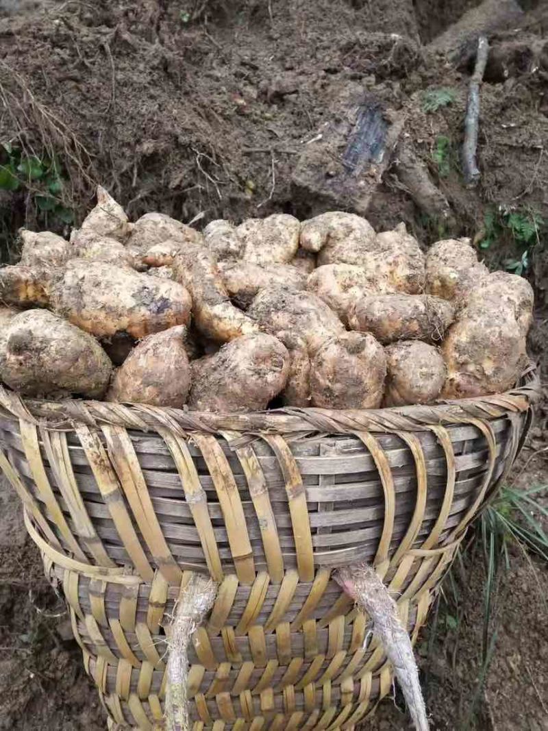 云南昭通小草坝天麻