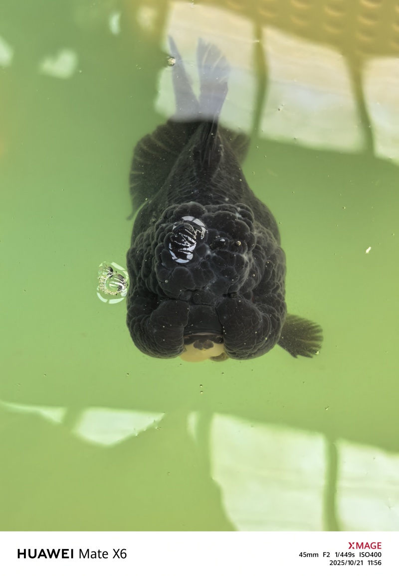 泰狮玛丽金鱼