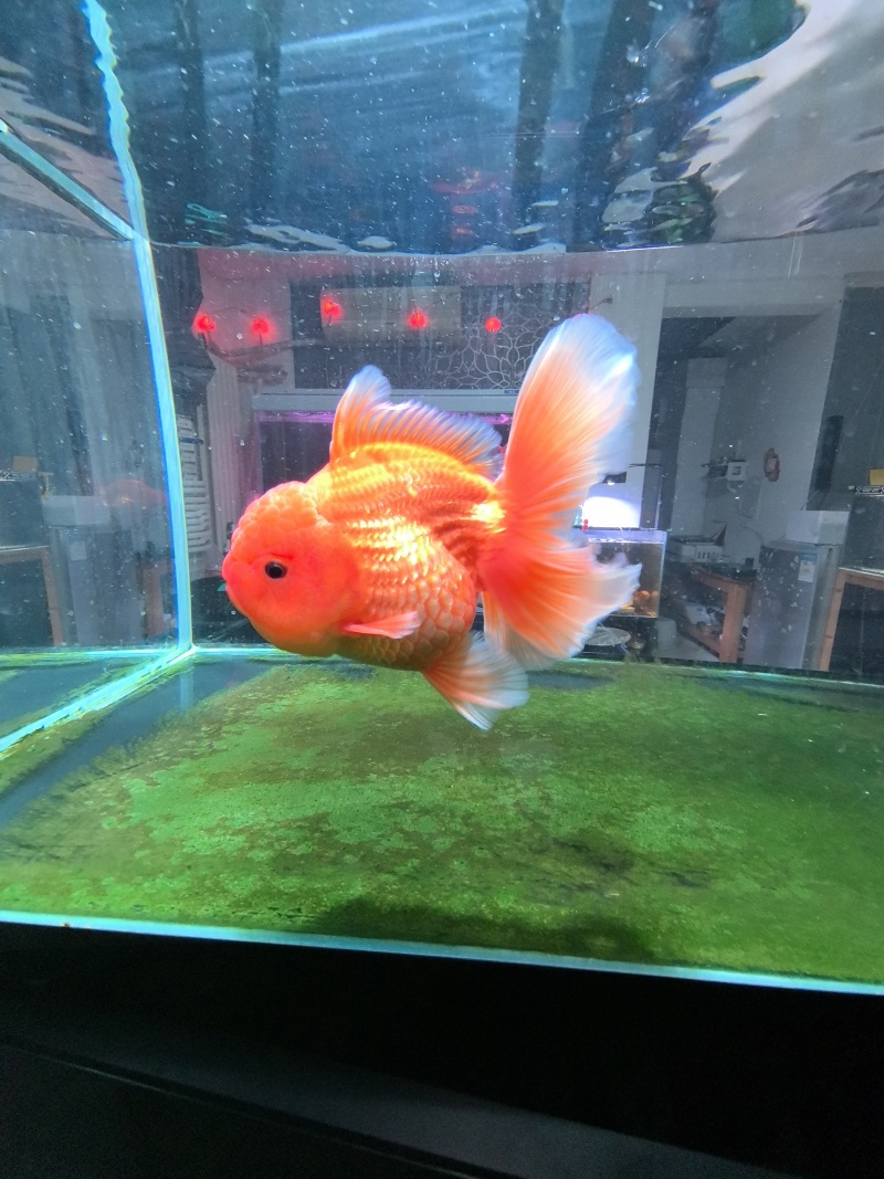 泰狮玛丽金鱼