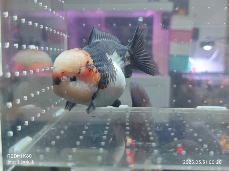 泰狮玛丽金鱼