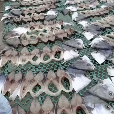 金枪鱼，鱼干