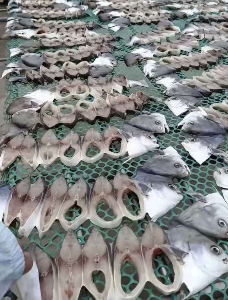 金枪鱼，鱼干