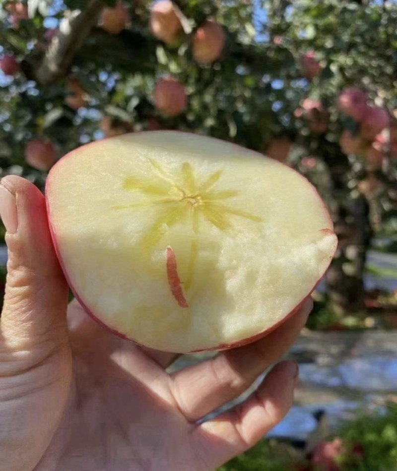 红富士苹果颜色好水分足