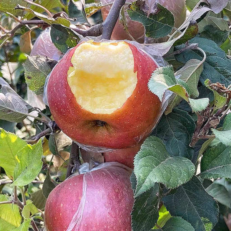 红富士苹果颜色好水分足