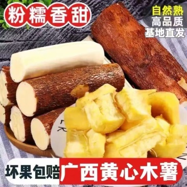 华南九号黄肉木薯