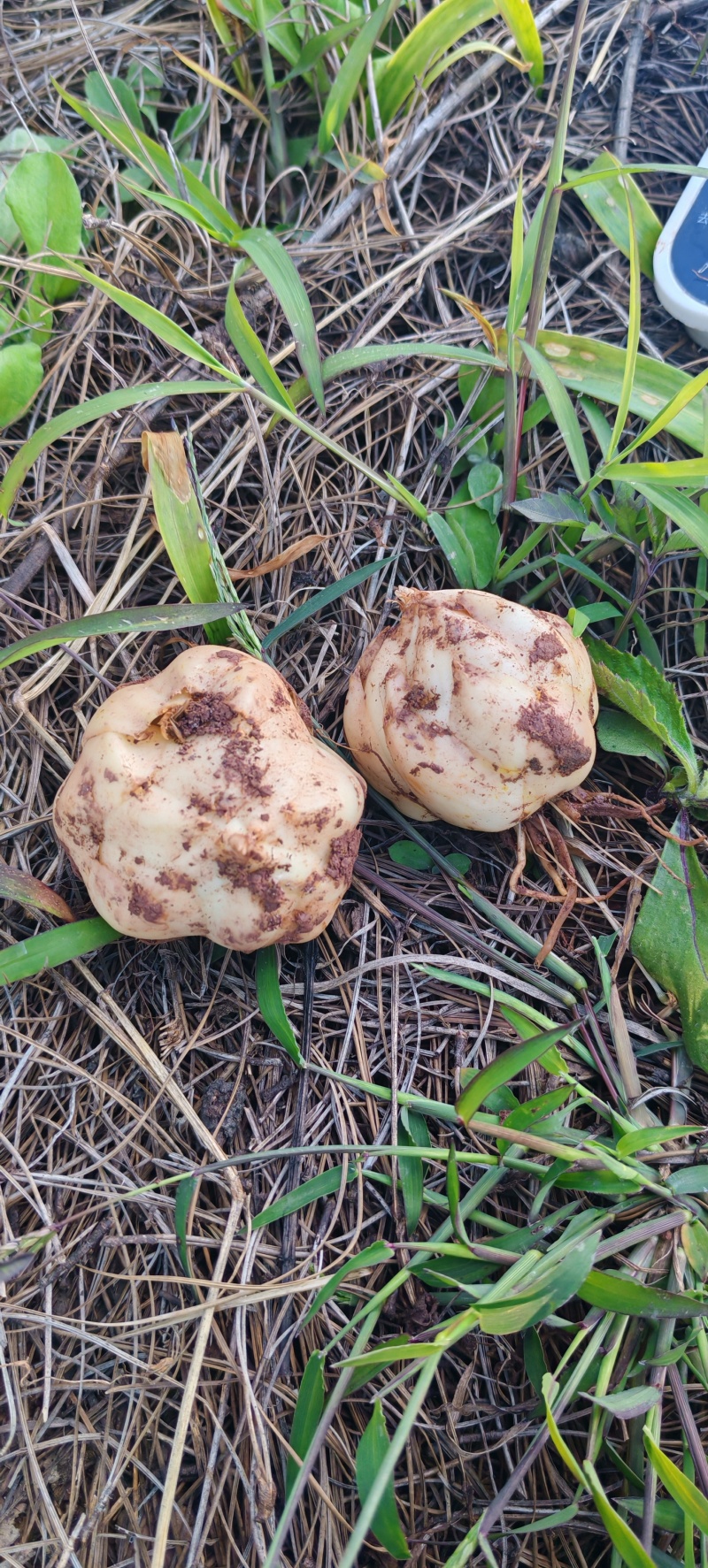大理糯百合产地直发