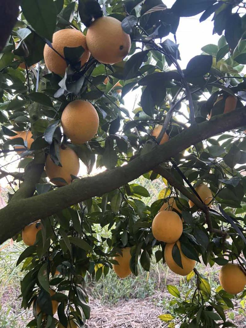 赣南脐橙