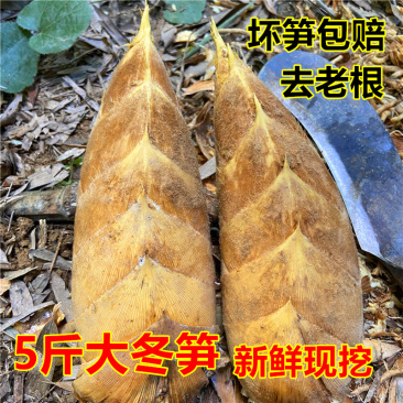 冬笋