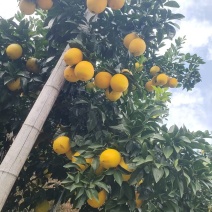 赣南信丰脐橙实力代办