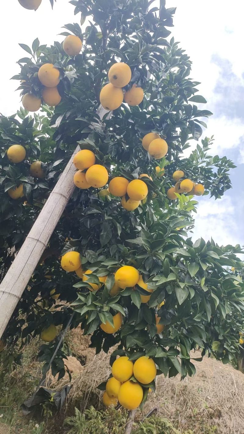 赣南信丰脐橙实力代办