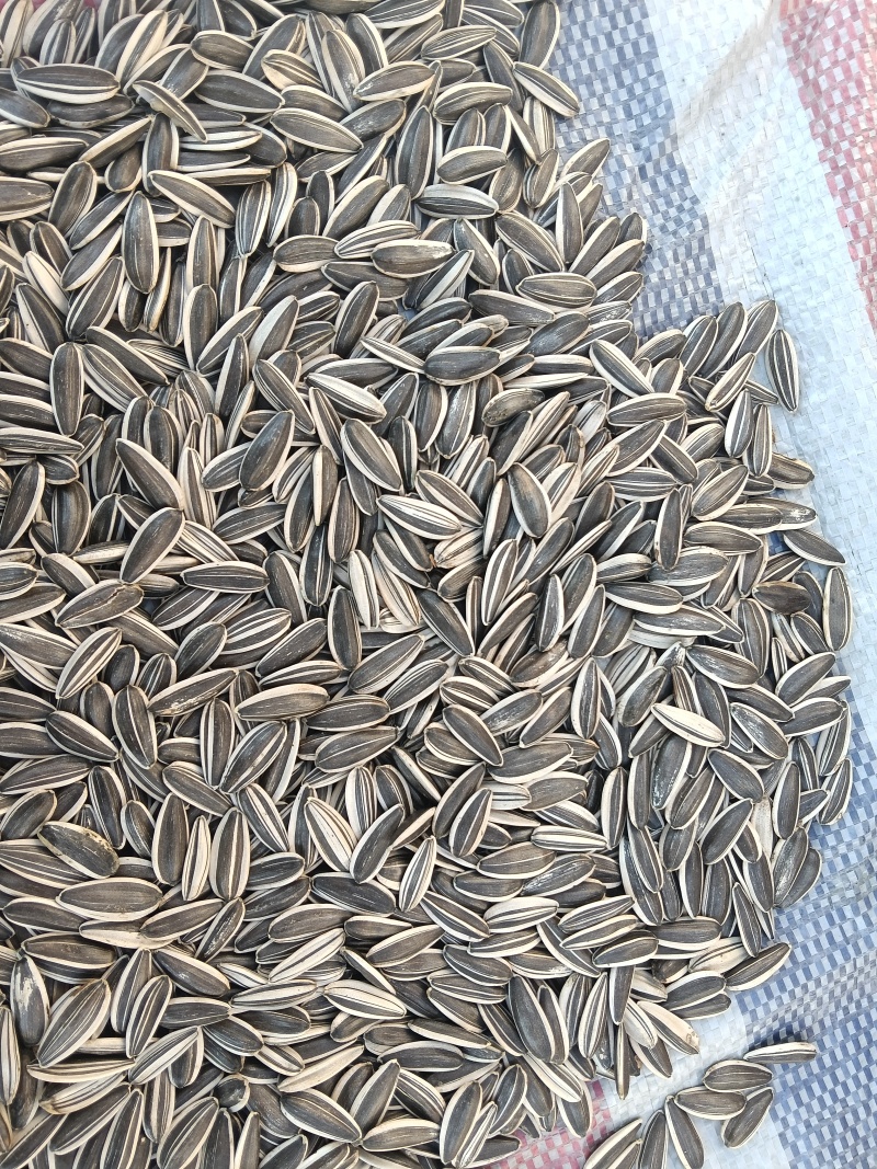 葵花三瑞10