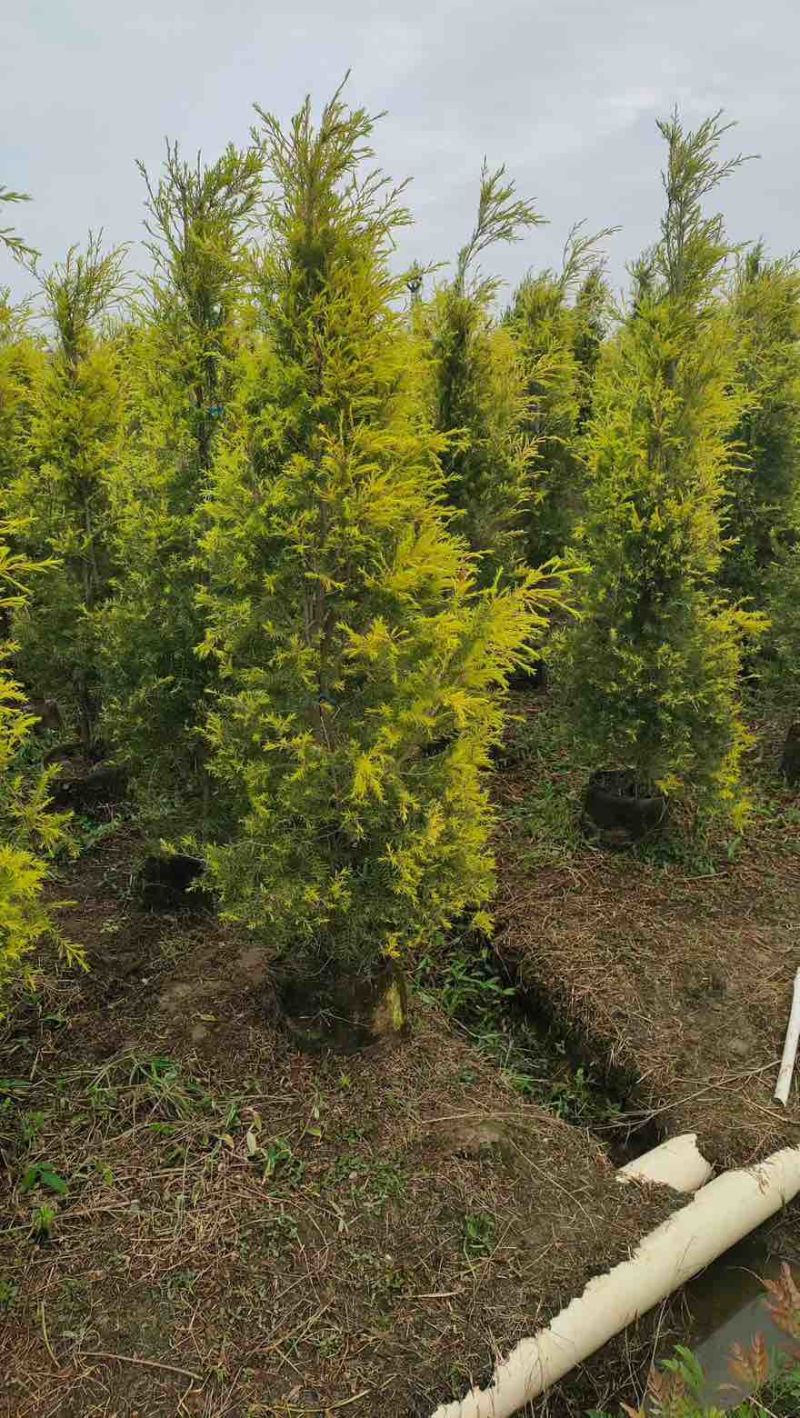 黄金香柳80-300，各种规格，大量低价出售