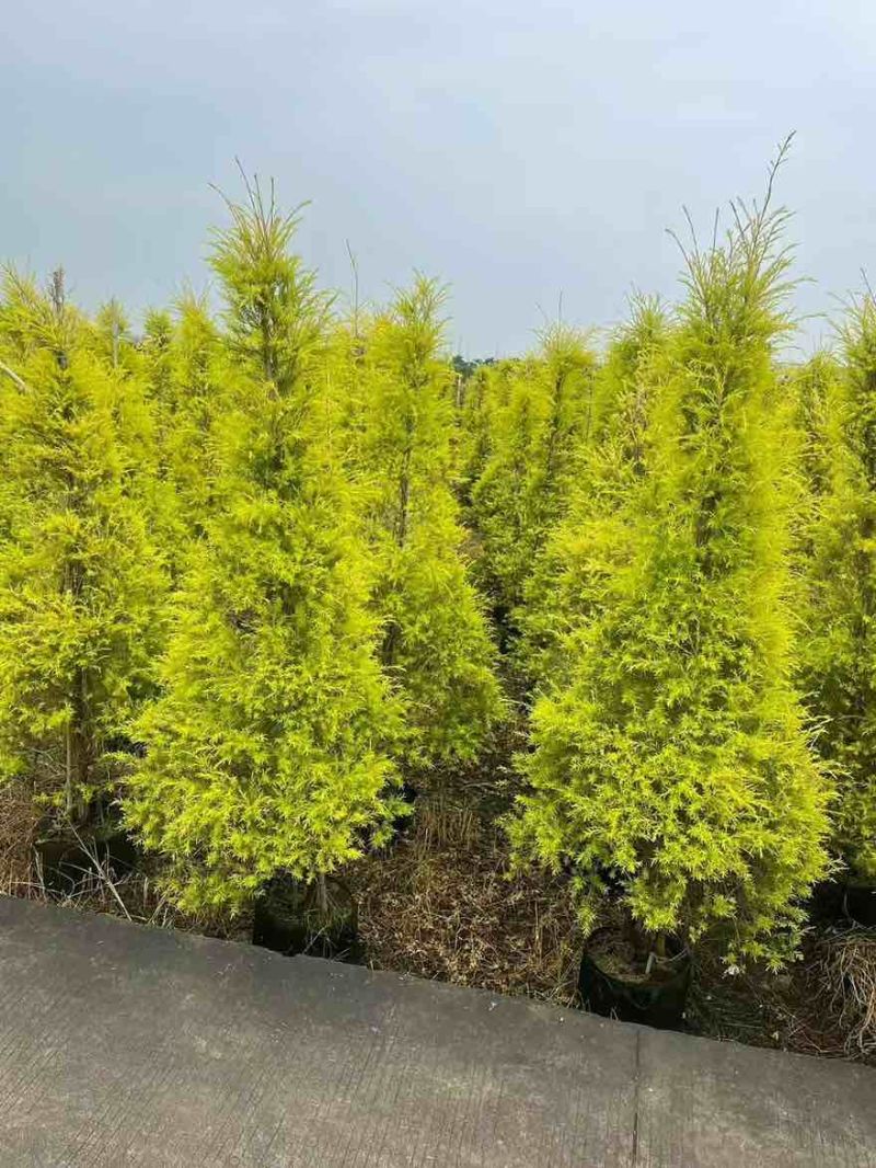 黄金香柳80-300，各种规格，大量低价出售