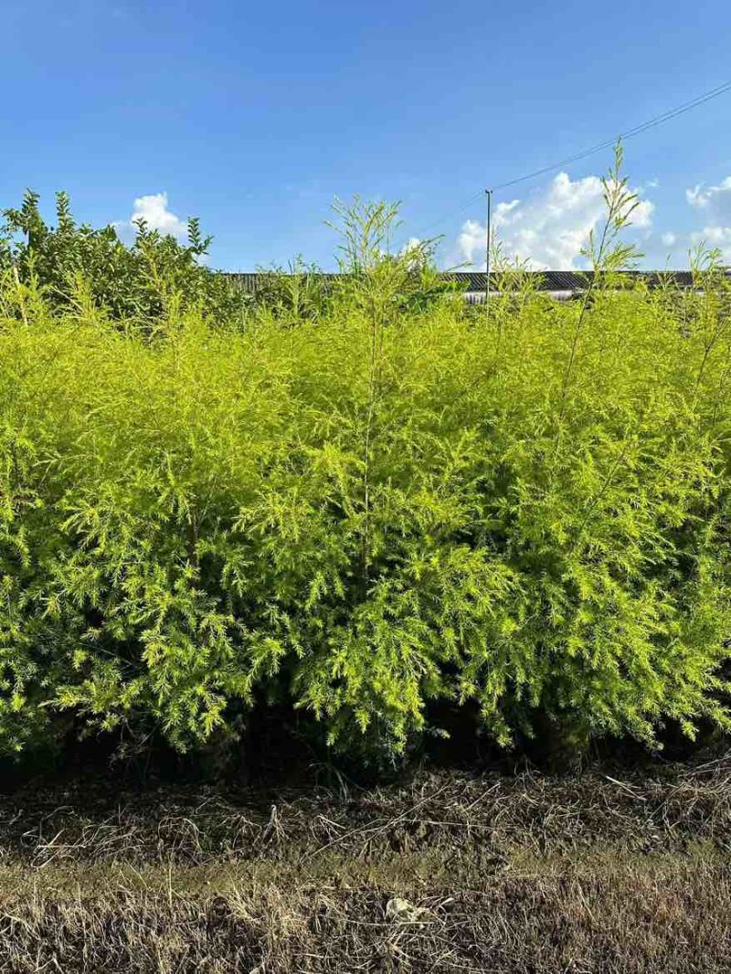黄金香柳80-300，各种规格，大量低价出售