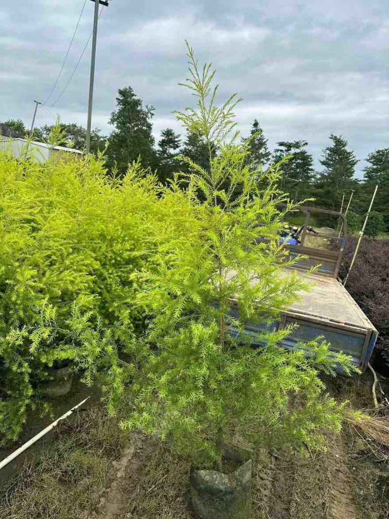 黄金香柳80-300，各种规格，大量低价出售