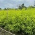 黄金香柳80-300，各种规格，大量低价出售