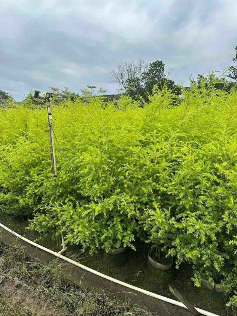 黄金香柳80-300，各种规格，大量低价出售