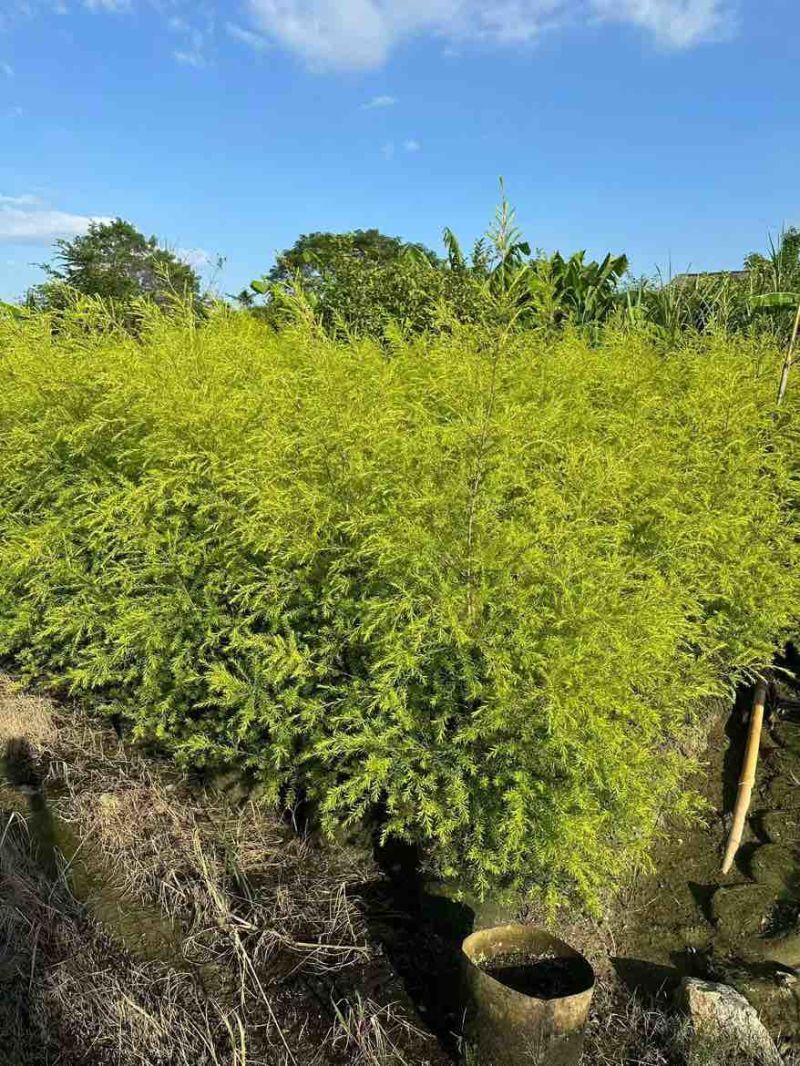 黄金香柳80-300，各种规格，大量低价出售