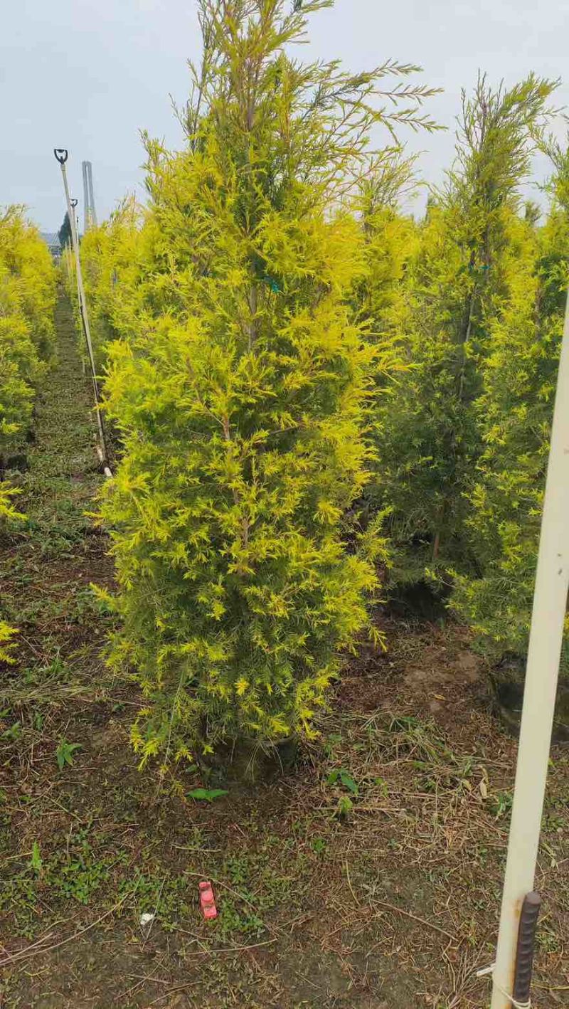 黄金香柳80-300，各种规格，大量低价出售