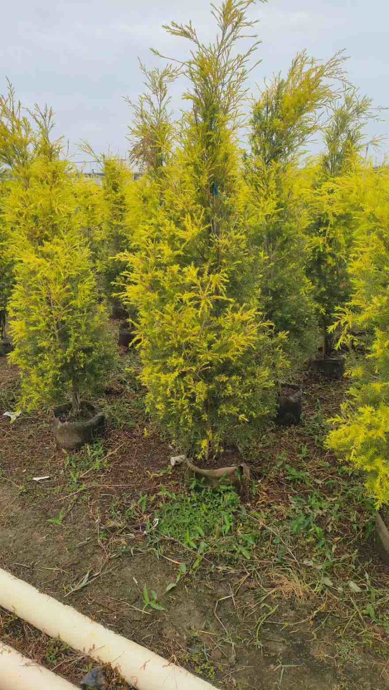 黄金香柳80-300，各种规格，大量低价出售